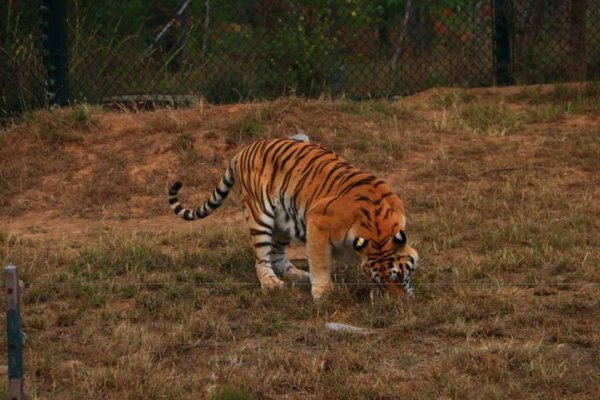 恣行无忌是什么肖