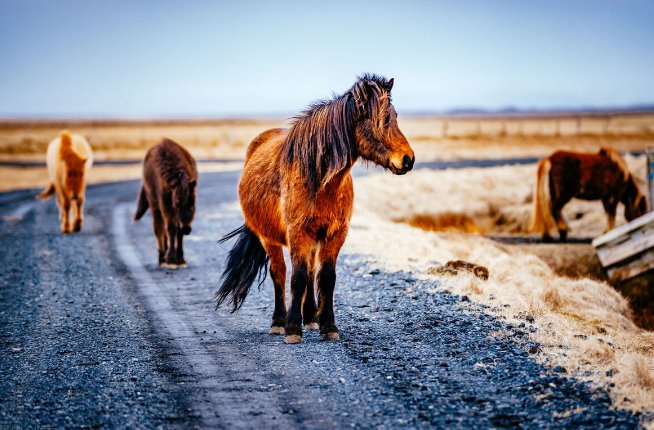 四蹄奔奔指的是什么动物