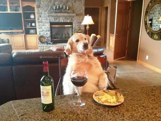 吉林长春，狗狗咬破白酒桶把自己灌醉，狗狗的酒量有多小？