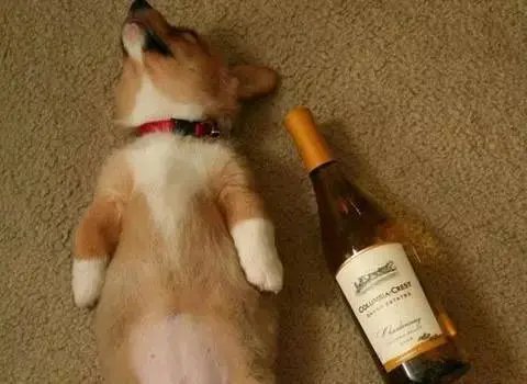 吉林长春，狗狗咬破白酒桶把自己灌醉，狗狗的酒量有多小？