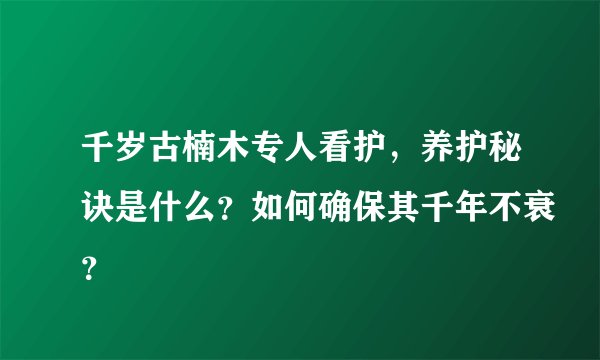 千岁古楠木专人看护，养护秘诀是什么？如何确保其千年不衰？