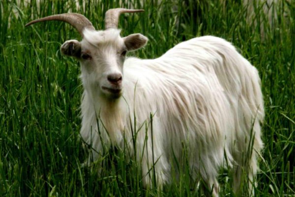 色艺双绝解一生肖