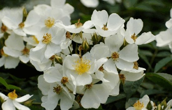 花语是杀戮的花