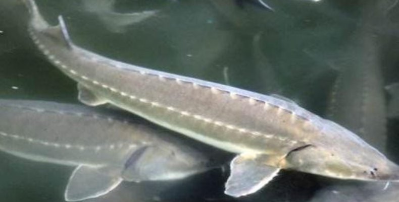 鲟鱼多少钱一斤