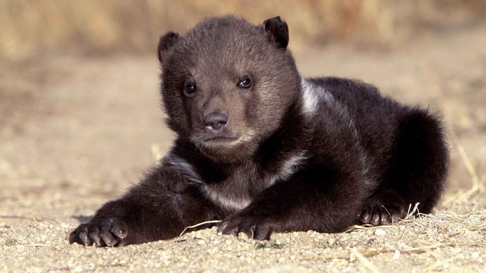 熊为什么又叫熊瞎子呢？