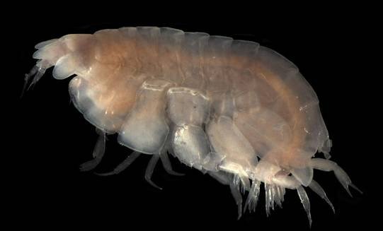 海里面真的有水蚤存在吗？