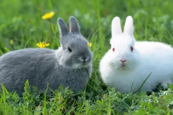 克丁克卯打一个生肖动物