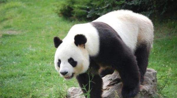 8月16日 盈利老哥 澳大利亚vs英格兰女 曼城vs塞维利亚