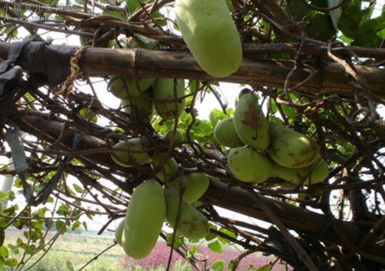 香蜜果的作用价值