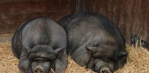 猪肉涨价背后的获利者：这位江西富豪7月卖了91万头猪，赚了87亿