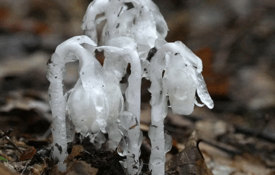 花语是杀戮的花