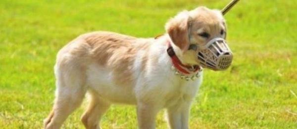 养狗的注意了，5月1日起，出门遛狗不栓绳违法