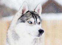 二哈被蛇咬后,脸肿似史努比,这种情况需要去注射血清吗?