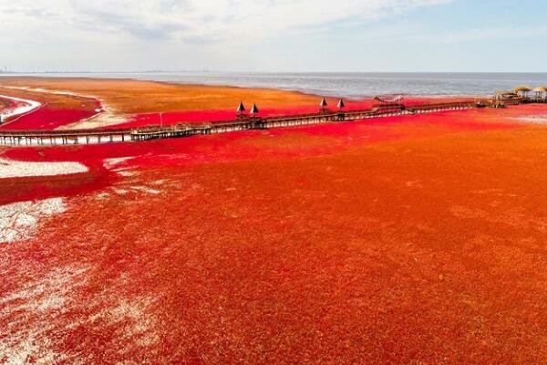 青岛出现100公里红海滩，这是什么原因造成的？