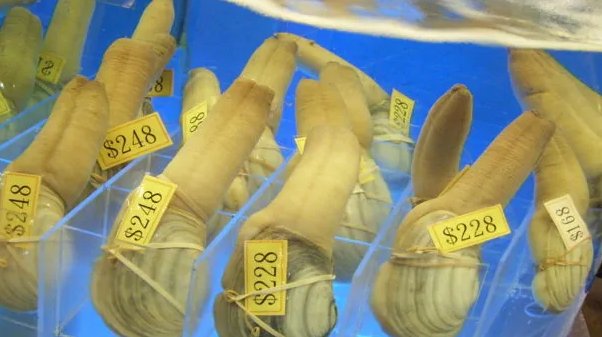 象拔蚌能活塞吗？