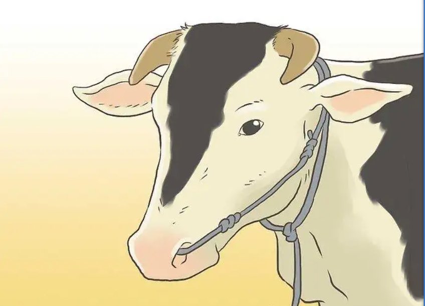 阿拉伯挤牛奶法正确做法图片