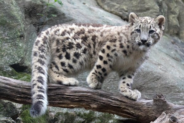 危亡关头代表什么动物