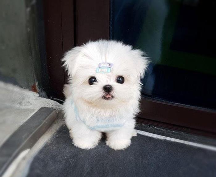 男生适合插什么样的小型犬