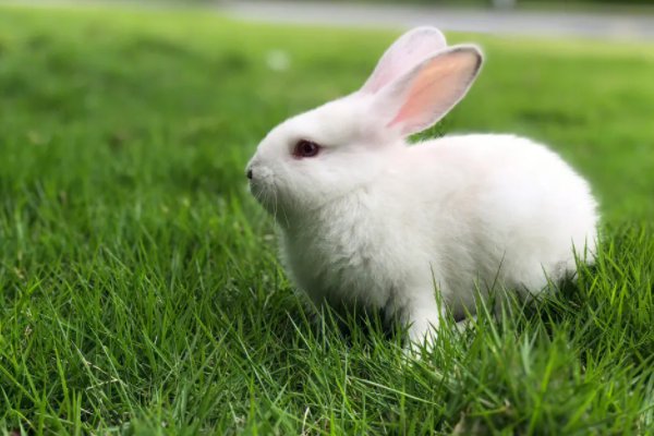 色艺双绝解一生肖