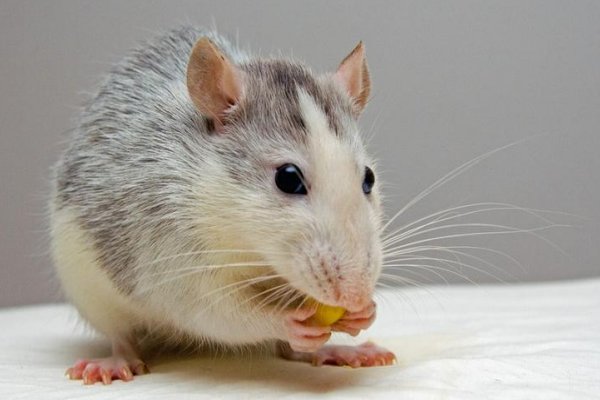 敲敲打打打一个生肖