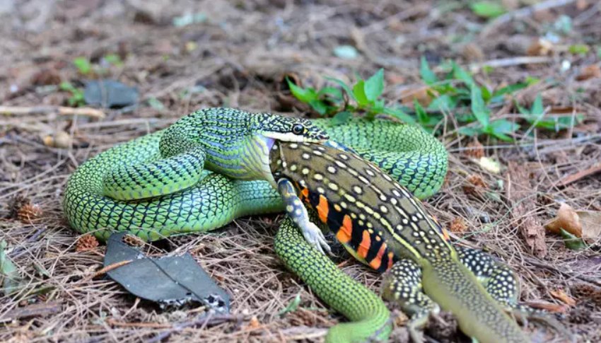 野草丛生是什么意思啊？