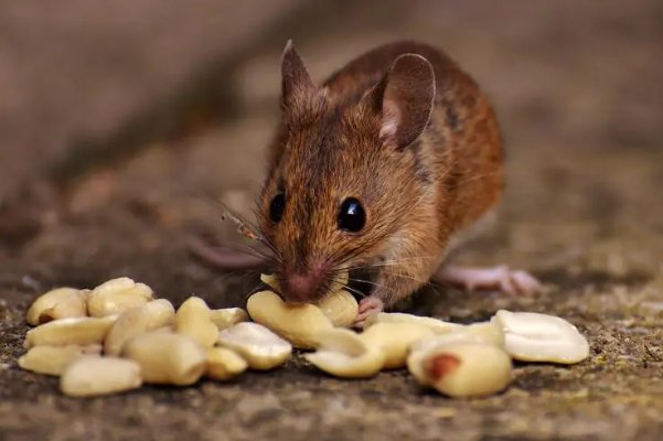 浮文套语是什么动物?