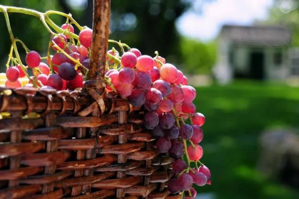 一边吃葡萄一边扒开小括号