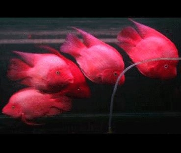 求网络剧《重生之名流巨星》全集的百度资源╭(╯ε╰)╮