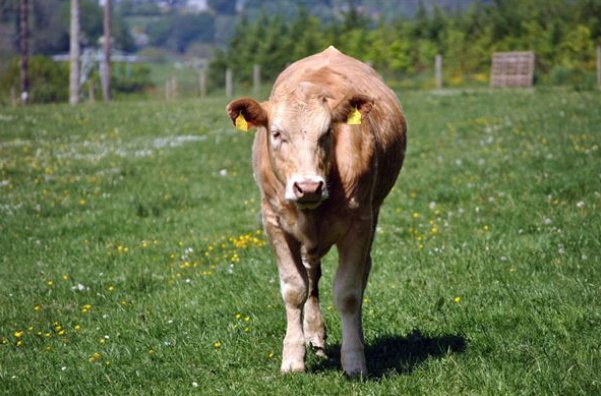 十二生肖谁最洁身自爱