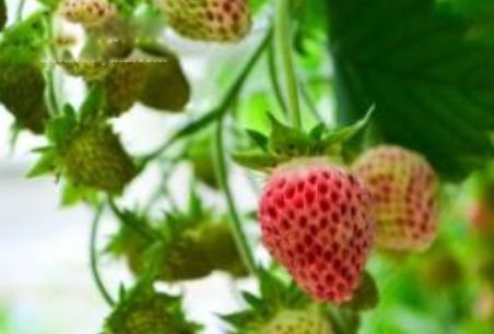 泡泡莓图片是什么东西 泡泡莓的功效和作用