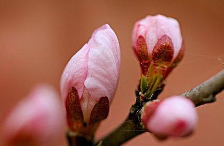 freebuds什么意思？