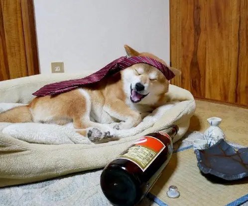 吉林长春，狗狗咬破白酒桶把自己灌醉，狗狗的酒量有多小？