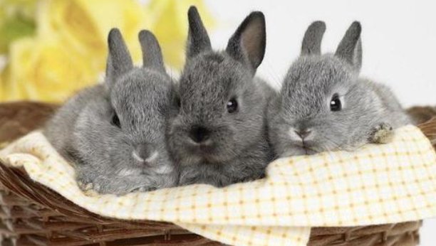 灰灰的什么填空？