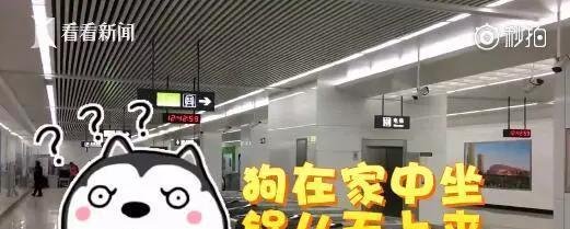 萨摩坐地铁“离家出走”，家长甩锅：都是二哈带坏的？！