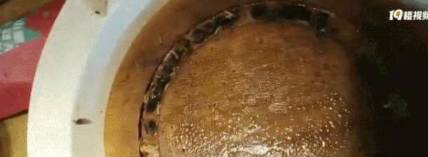 浙江知名牛排连锁餐厅吃出活蛆 市监局：疑托盘存放时间久未清洗