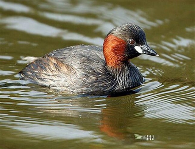 四川嫩小槡bbbb槡特点
