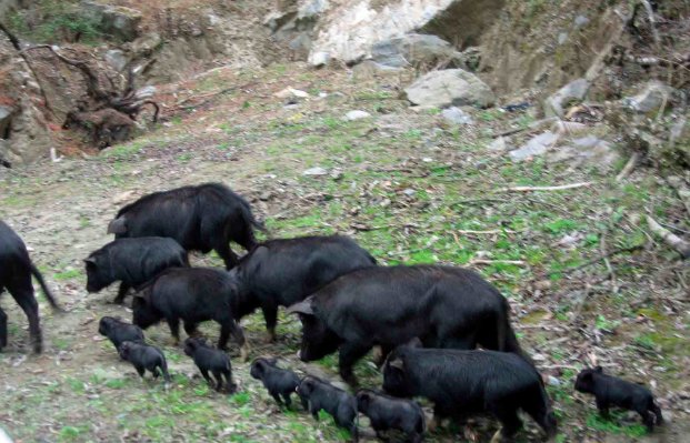 数千头猪听到音乐后回家吃饭是怎么回事？