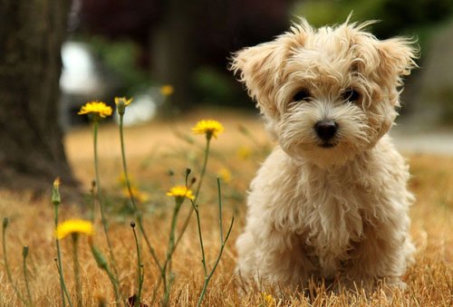 如何看待小动物保护协会呼吁建宠物隔离制度?