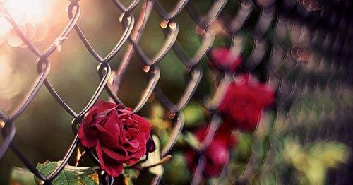 爱情向左，婚姻向右