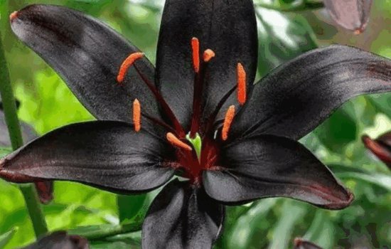 花语是杀戮的花