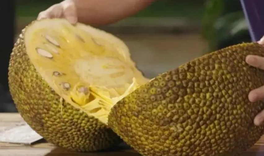 菠萝蜜成熟的季节是什么时候？