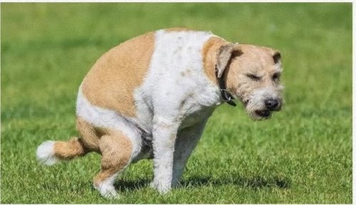 狗的根茎粗大是怎么回事？