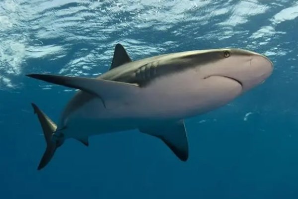 危亡关头代表什么动物