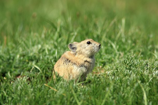鼠腹鸡肠是什么意思