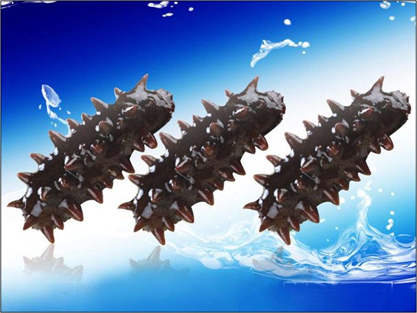 海参吃哪里好