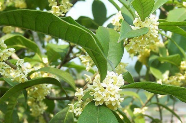 桂花树的各个种类介绍及图片谁可以告诉我？