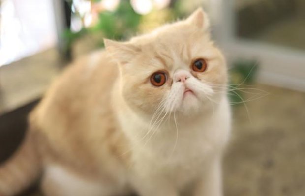 加菲猫多少钱一只？