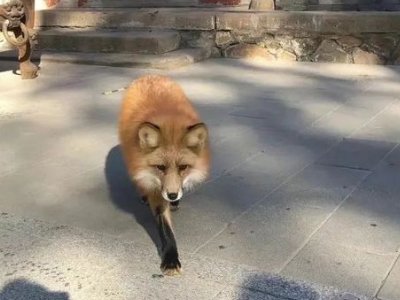 小狐狸频繁现身京郊潭柘寺，引游人投喂，是否该对其投喂？