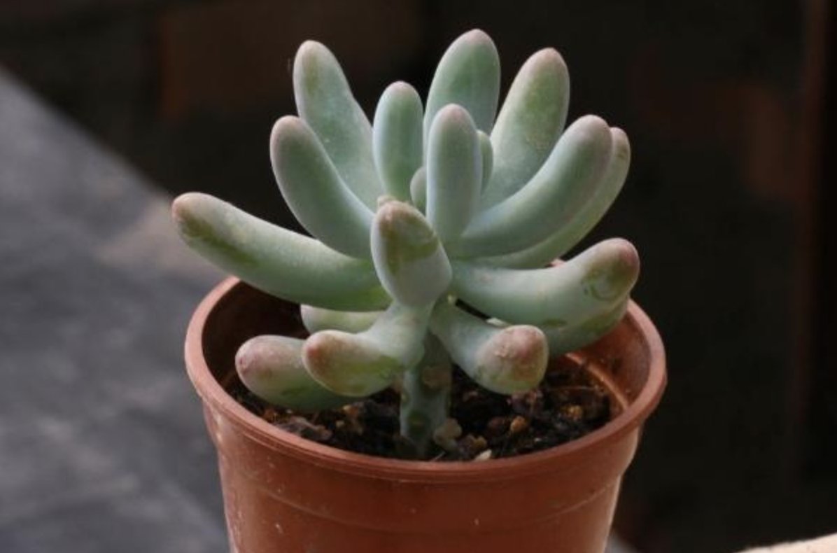 车速快多肉的描写