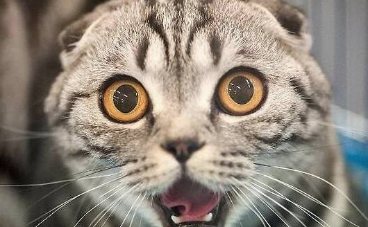 panic的过去式和过去分词是什么？